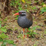 ヤンバルクイナ