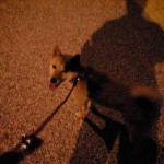 イチロー 柴犬のイチロー。毎夕一緒に散歩するよ。