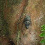 オオシマゼミ オオシマゼミ。ピークは10月、やんばるの山中で大合唱!!