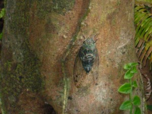 オオシマゼミ。ピークは１０月、やんばるの山中で大合唱!!