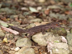 クロイワトカゲモドキ