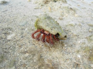 急いで逃げろー