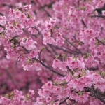 カンヒザクラ、満開です！