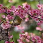 春香蜜を求めて飛び舞う、ﾘｭｳｷｭｳﾒｼﾞﾛ