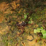 どこに隠れているか分るかい？　5秒で見つけてチョーダイ！