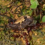 アップにするとこんな感じ。森の林床に棲んでいるﾋﾗﾀﾋｼﾊﾞｯﾀと申します！　大きさは１cmくらいかな。見つけるのタイヘンだよう。