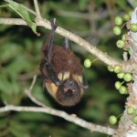 ヤエヤマオオコウモリ