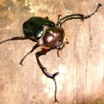 ﾔﾝﾊﾞﾙﾃﾅｶﾞｺｶﾞﾈ