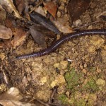 ヤンバルオオフトミミズ おっきすぎてフレームの中に収まらないっ!