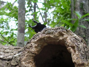 okinawa_marubane okinawa_marubane