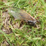 クマゼミ 夏の残骸