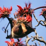 ヤエヤマオオコウモリ ヤエヤマオオコウモリ