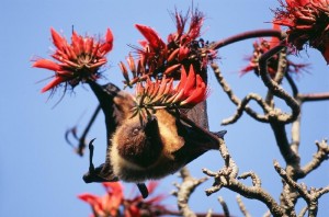 ヤエヤマオオコウモリ