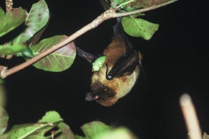 オリイオオコウモリ　￥９０００