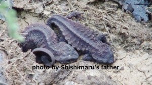 ibo-imori 古代から変わらぬ姿を持つイボイモリを観察