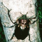 ヤンバルテナガコガネ