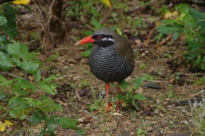 ヤンバルクイナ　￥１００００