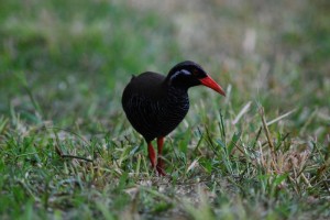 ヤンバルクイナ　￥９０００