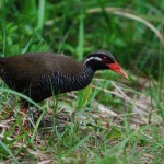 ヤンバルクイナ ヤンバルクイナ ¥9000