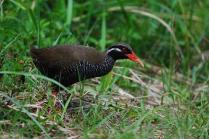 ヤンバルクイナ　￥９０００