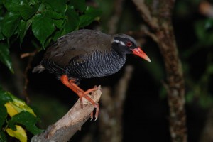 ヤンバルクイナ　￥９０００