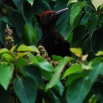 ノグチゲラ ノグチゲラ ¥10000