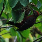 ノグチゲラ ノグチゲラ ¥10000