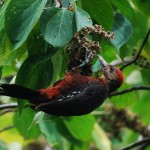 ノグチゲラ ノグチゲラ ¥10000