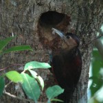 ノグチゲラ ノグチゲラ ¥10000