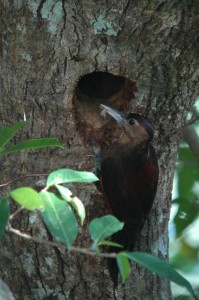 ノグチゲラ　￥１００００
