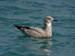 1月の沖縄に飛来した渡り鳥、セグロカモメ