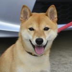 柴犬イチロー イチロー