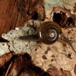 殻がべっ甲の様。腹部から先っぽにかけて長いです。