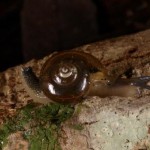 ちょっかいを出すと、尻尾を持ち上げて威嚇のポーズ。ウロコ模様とパックリと口を開けているような感じがまるでヘビのようだ。