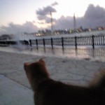 激しい波が散歩道を襲った。ビビるイチロー。