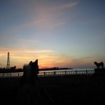 あの子と遊びたいな～。ワンワン！