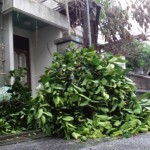 玄関口を塞ぐ倒れた庭の木