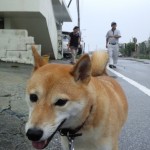 台風の目に入った隙に外を偵察。