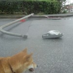 倒れている街灯におののくイチロー