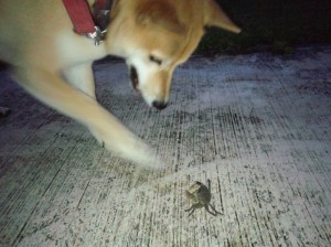 こんな小さな動物にも真剣になって立ち向かうイチロー