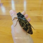 今年初めて見た＆触れたリュウキュウアブラゼミ
