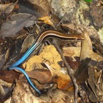 ﾊﾞｰﾊﾞｰﾄｶｹﾞ