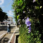 梅雨明け いよいよ夏に突入~