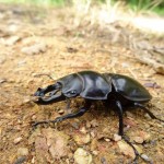 今秋のオキナワマルバネクワガタ♂