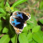 アオタテハモドキ