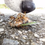 落下したクマゼミ。今年の発生は例年より早く感じる。鼻の主は柴犬イチロー