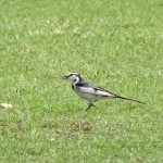 近所の公園で芝生の虫を追いかけていたハクセキレイ
