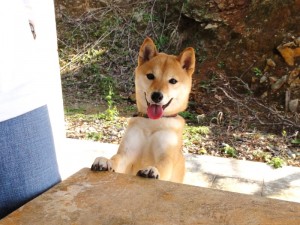 柴犬イチロー 花より団子だワンっ!