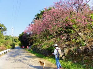 カンヒザクラ 桜並木路の散歩がうれしい柴犬イチロー