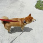 柴犬イチローの影が真下に落ちている